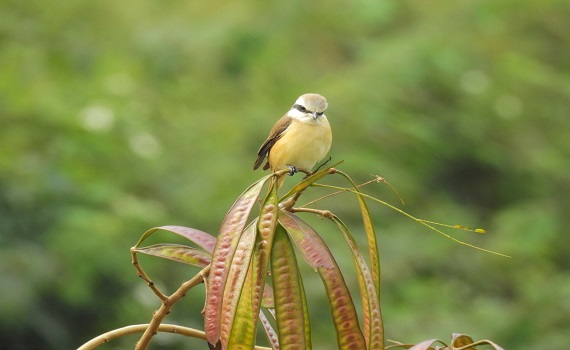 板橋賞鳥踏青好去處 湳仔溝、新海濕地秋遊趣