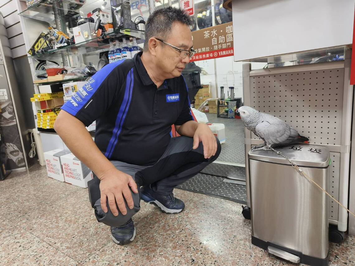 灰鸚鵡漂漂,敢對重機車公司吳老闆發飆
