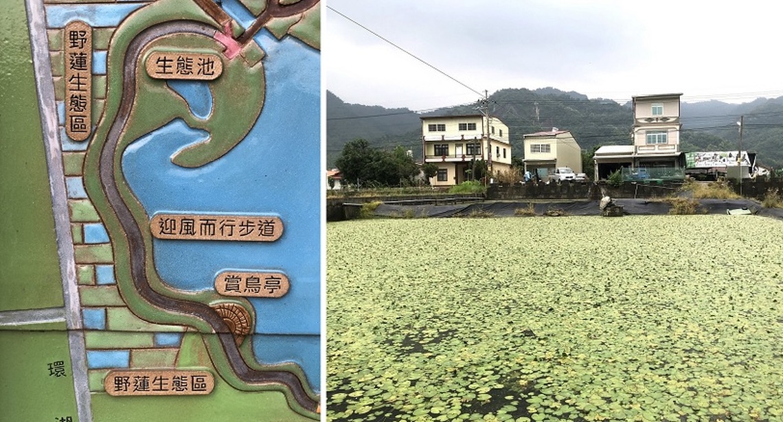 美濃綠金野蓮 聞名遐邇