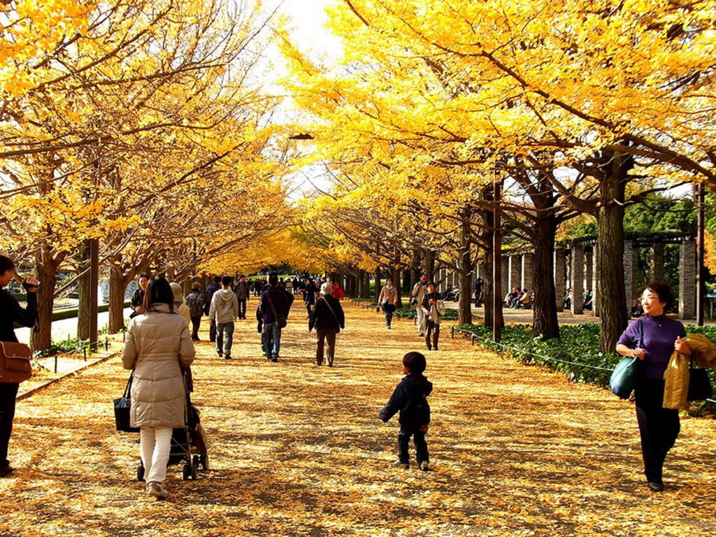 東京知名銀杏景點「國營昭和紀念公園」秋季銀杏大道的景緻,美不勝收。(ⒸTCVB)