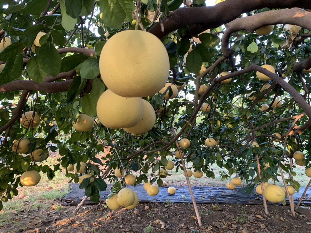  秋末限定的美味由大白柚接棒