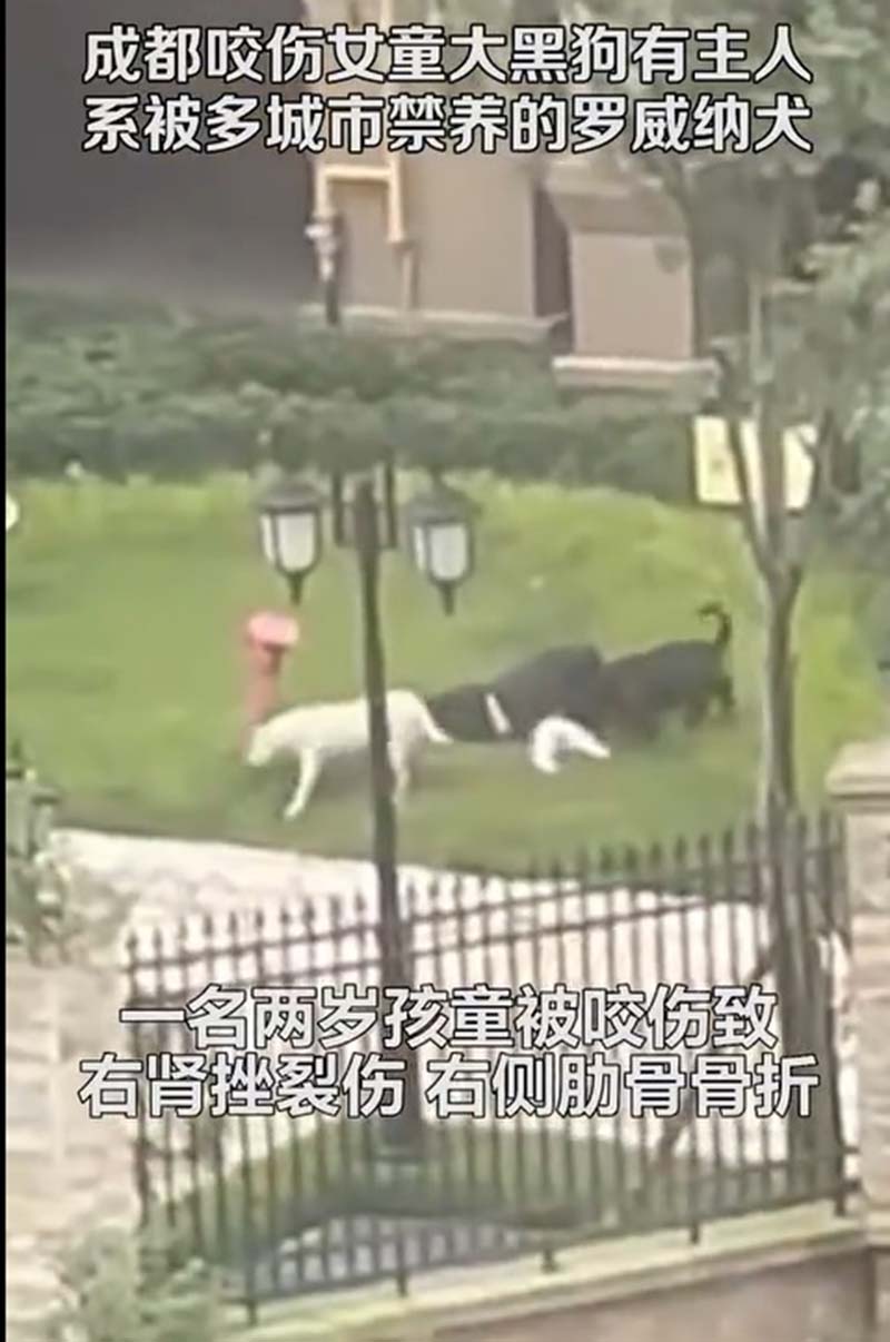 成都一座社區裡,羅威那犬咬傷2歲女童,引發網上群情激憤。圖/轉自微博