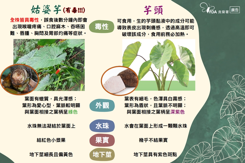 「芋」防食品中毒撇步，不食不用不明植物（圖：衛福部食藥署）