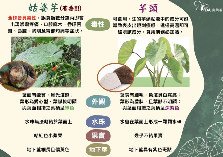 渡假酒店吃炒飯「唇喉刺痛」 一查傻眼!竟拿有毒「姑婆芋葉」墊盤底 192 渡假酒店吃炒飯「唇喉刺痛」 一查傻眼!竟拿有毒「姑婆芋葉」墊盤底 191