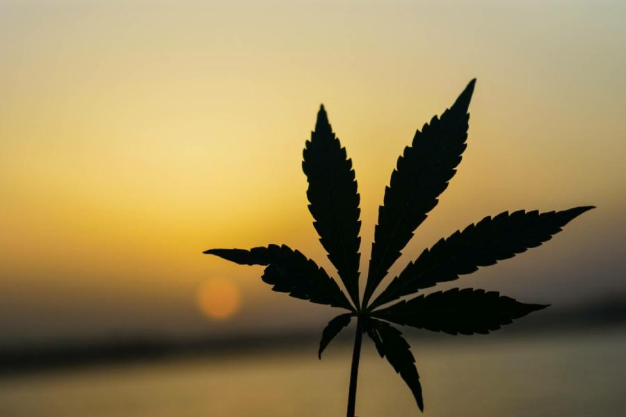 【臺灣調查網】全球民調/加拿大 有一就有二?大麻合法後 加人紛稱古柯鹼、冰毒也應入列 243 New Project 2023 11 01t163720.078