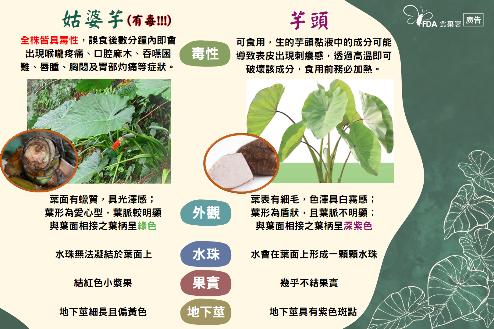 姑婆芋與芋頭傻傻分不清? 「芋」防食品中毒撇步