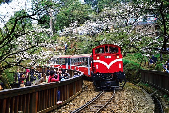 阿里山森林遊樂區一年四季美景紛呈。 圖:林業保育署/提供