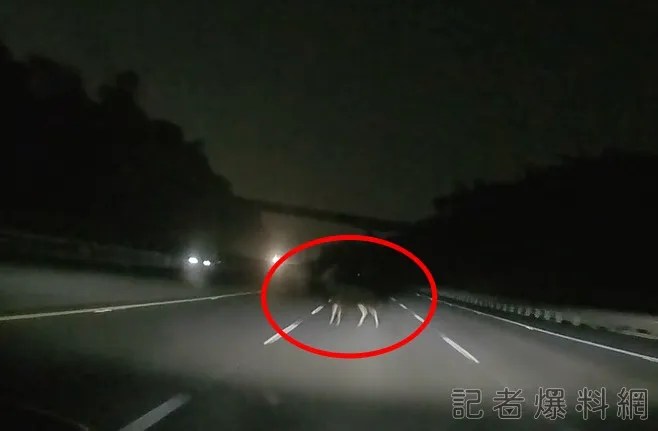 國道,水鹿,撞擊