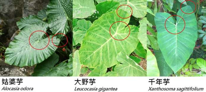 食藥署衛教別誤食「姑婆芋」卻拿千年芋示範 網友抓包虧傻傻分不清 72 | 生活 生活 記者爆料網