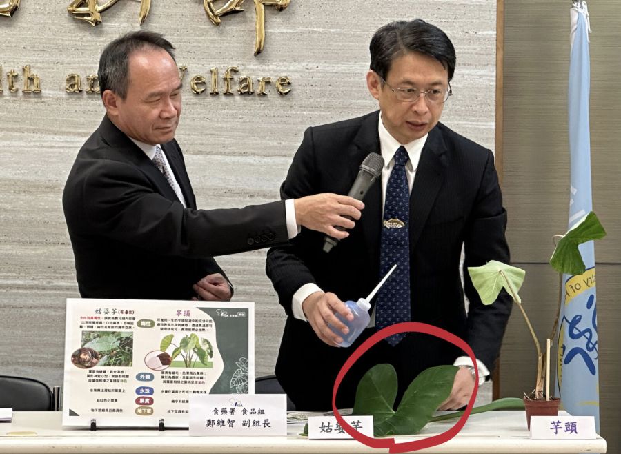 糗大！可食「千年芋」錯當有毒「姑婆芋」 食藥署認了：我們也採錯 225