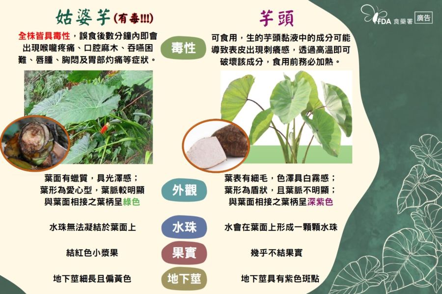糗大！可食「千年芋」錯當有毒「姑婆芋」 食藥署認了：我們也採錯 227