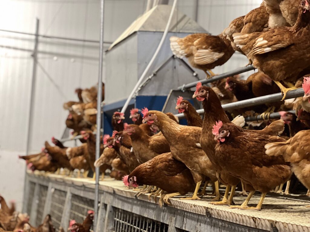 場內搭建符合歐盟動物福利規格的高床平飼系統,規劃不同區域的生活空間,母雞可以盡情展翅飛翔,運動量充足!