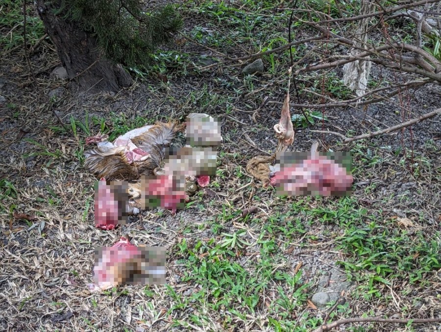 疑犬隻遭虐殺肢解 動保處初判是山羌仍送調查局化驗 207 cnews204231103a07