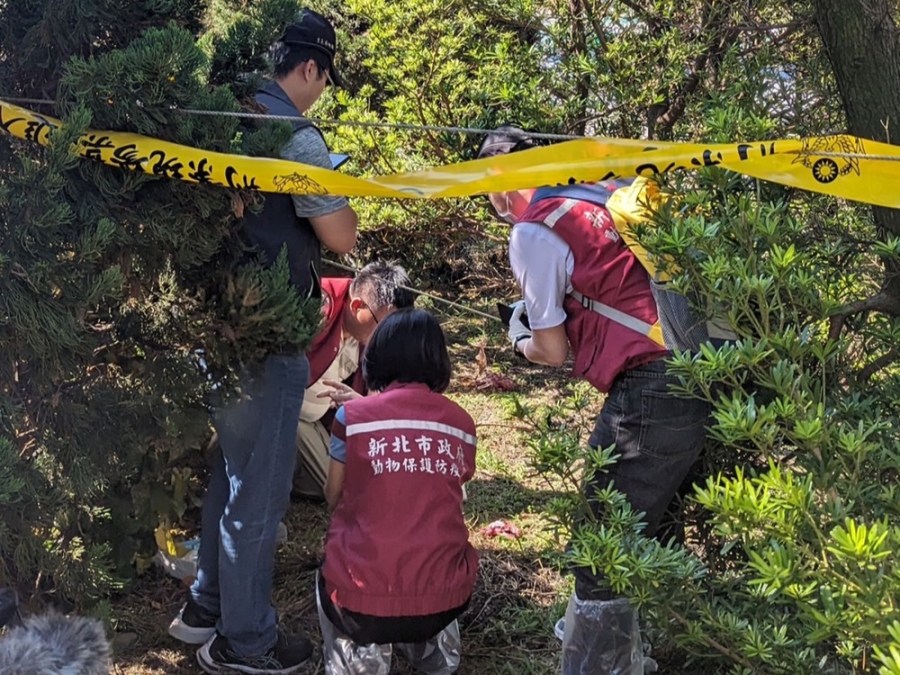 疑犬隻遭虐殺肢解 動保處初判是山羌仍送調查局化驗 208 cnews204231103a08
