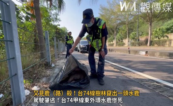 影/又見鹿(路)殺!台74線樹林竄出一頭水鹿遭貨車撞斃