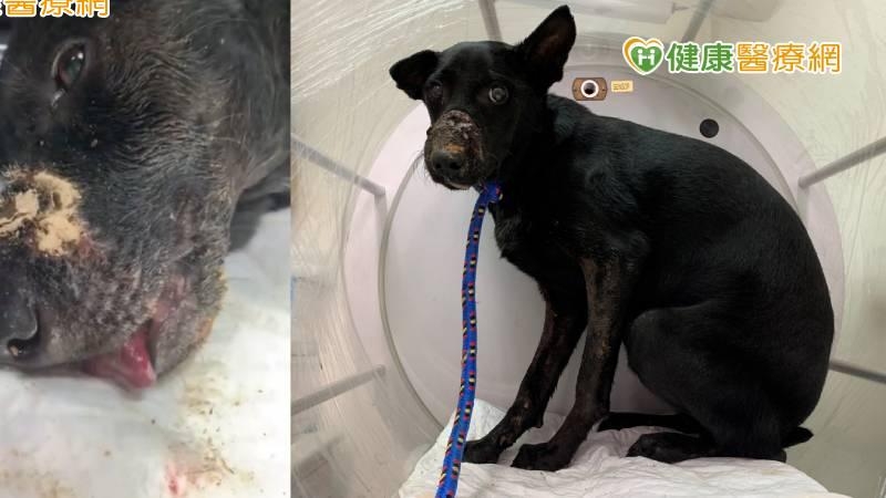 【有圖慎入】飼犬遭膠帶封舌壞死! 獸醫「高壓氧治療」搶救斷舌