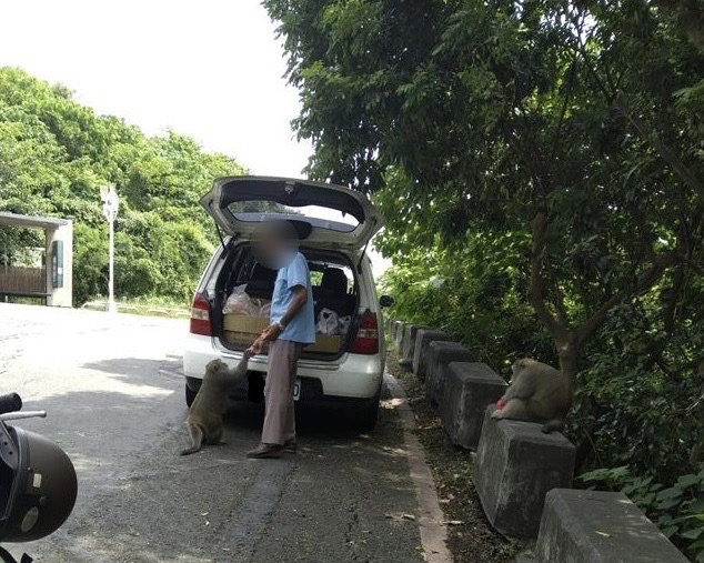 成功檢舉餵食獼猴 民眾獲農業局頒發獎金