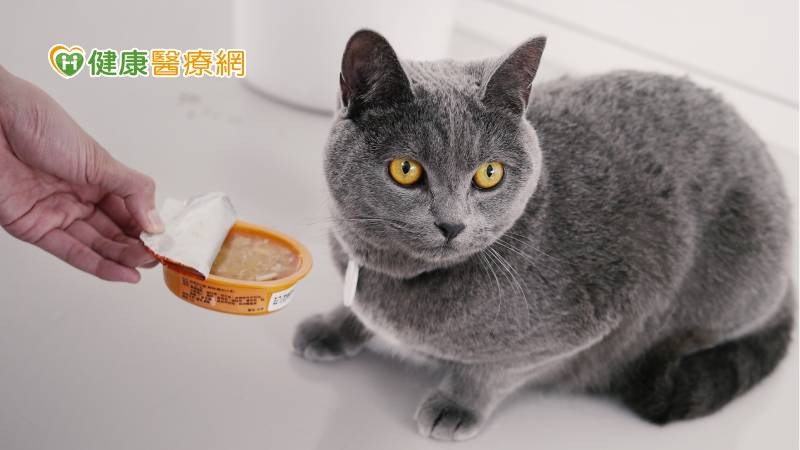 【寵物專輯】7歲就是老了! 高齡犬貓怎麼吃才健康?