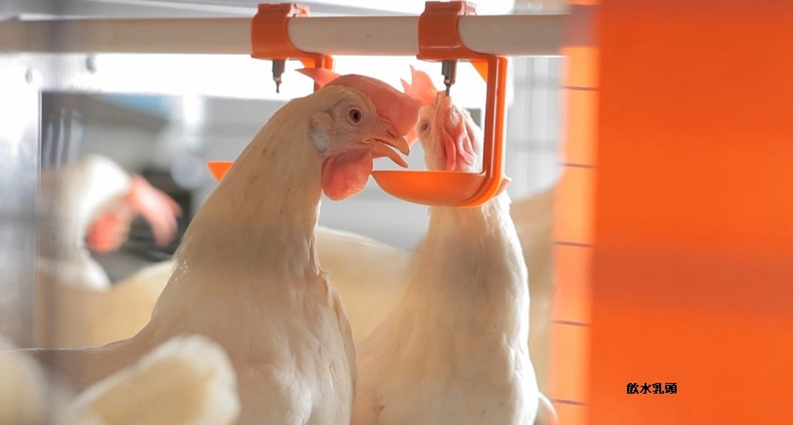 高市積極提升養雞場經營環境 輔導石安牧場動物福利蛋 友善飼養與循環經濟典範