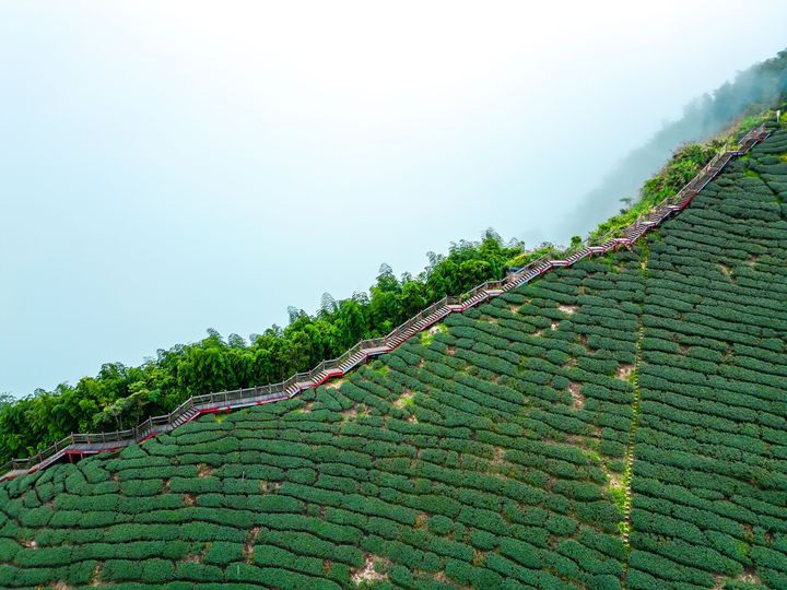 茶園步道正當紅!「嘉義行旅.覓茶香」短影音流量破百萬