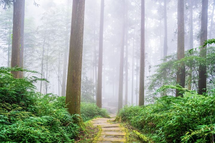 茶園步道正當紅!「嘉義行旅.覓茶香」短影音流量破百萬