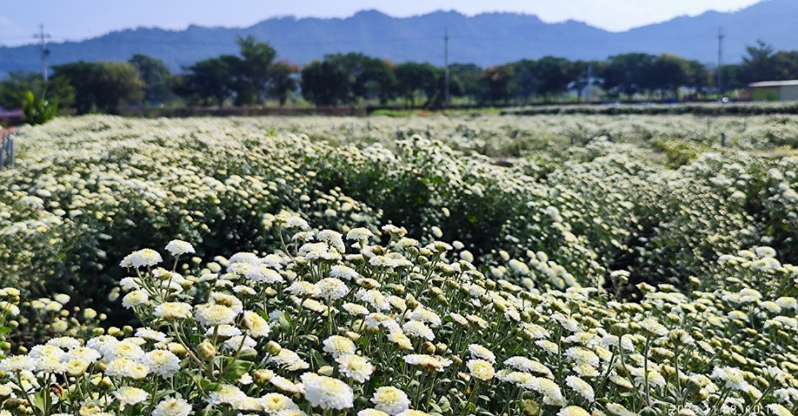 2023苗栗銅鑼杭菊芋頭節將登場 「花現」客庄之美 邀民眾賞花海嘗美食