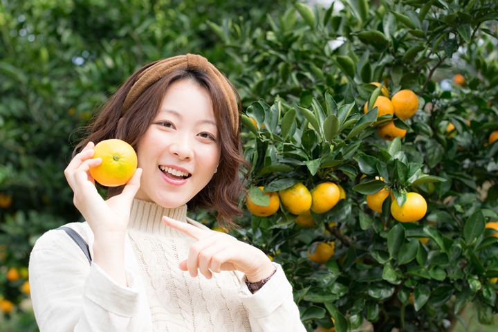 500日圓吃到飽!日本靜岡溫州蜜柑採果體驗超佛心