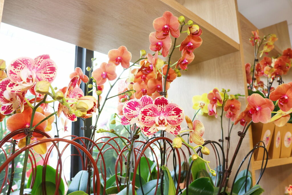 開幕現場展示多種美麗蘭花