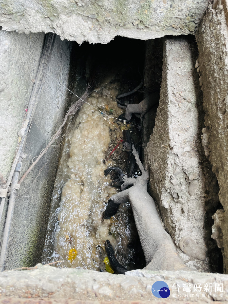榕樹竄根到排水溝情形。