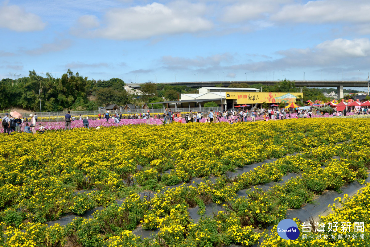 2023銅鑼杭菊芋頭節登場　花海美景、在地美食吸引遊客造訪