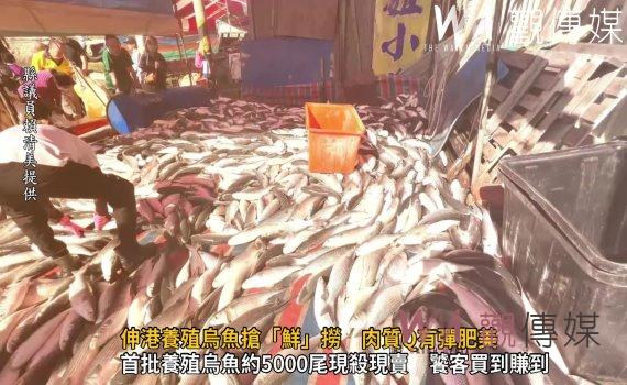 (有影片)/烏金季來了!伸港養殖烏魚搶「鮮」撈 肉質Q有彈肥美