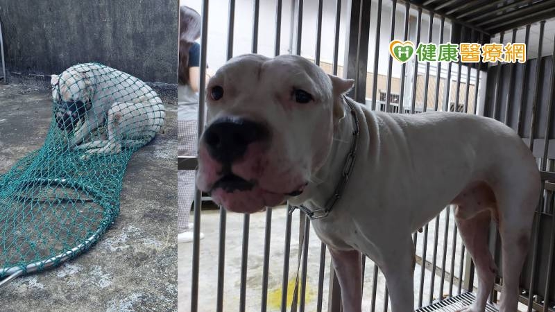 【寵物專輯】飼主屢縱惡犬、咬傷小狗重罰近百萬! 防範犬隻衝突SOP解密