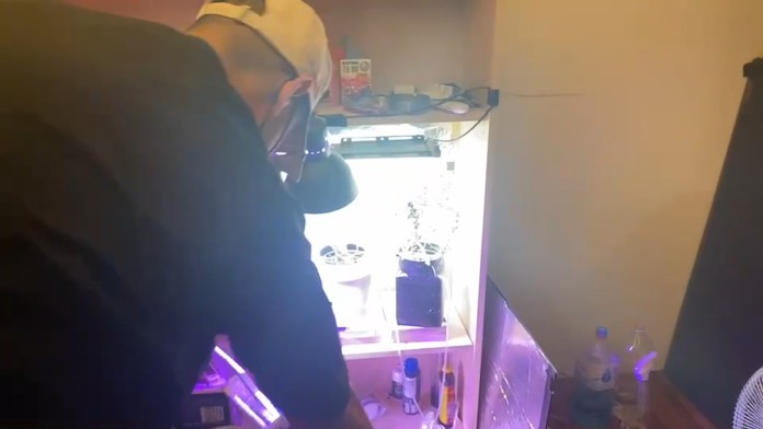 「麻頭」畢業頓失來源 礁溪男自設大麻農場 65 113 1 | 社會 社會 記者爆料網