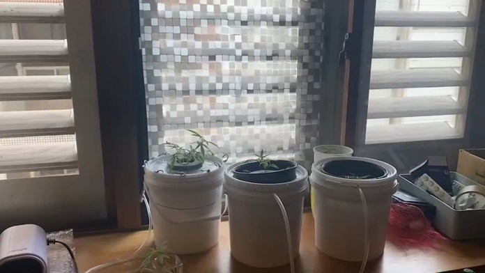 「麻頭」畢業頓失來源 礁溪男自設大麻農場 67 115 | 社會 社會 記者爆料網