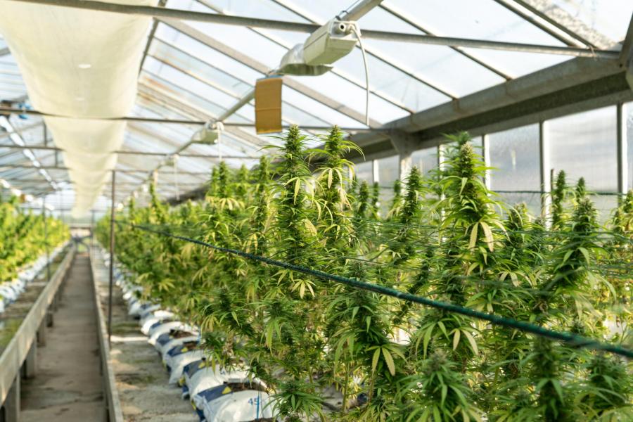 Crystalweed Cannabis C3oy2uixxam Unsplash