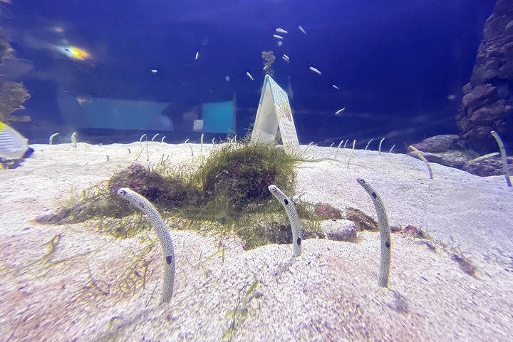海生館在光棍節以外形神似1的花園鰻推出「屏東海生館永遠陪著你」優惠活動方案。 圖:屏東海生館/提供