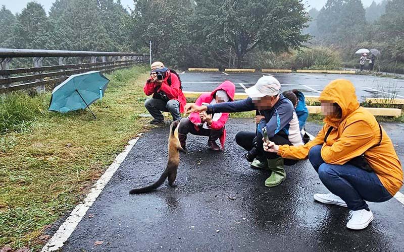 (圖/取自太平山國家森林遊樂區臉書)