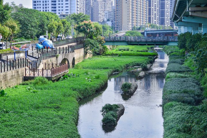賞鳥踏青／板橋湳仔溝、新海濕地秋遊好去處 