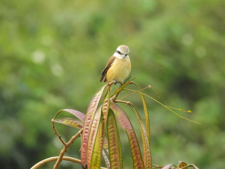 賞鳥踏青／板橋湳仔溝、新海濕地秋遊好去處 