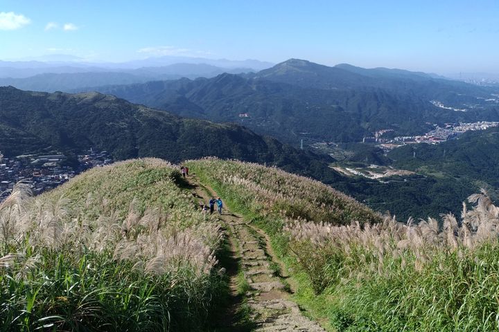 基隆山步道沿線滿布五節芒，蒼茫氣象令人讚嘆。　圖：新北市政府觀光旅遊局／提供