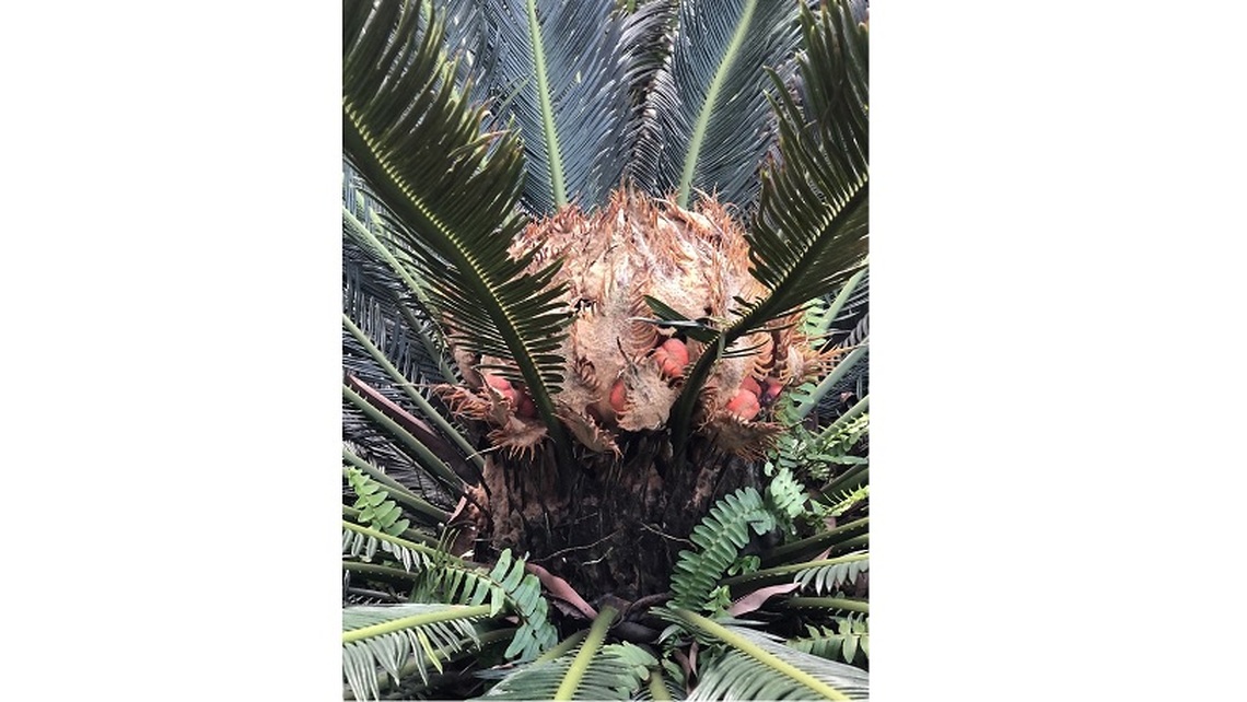 鐵樹開花 罕見母花