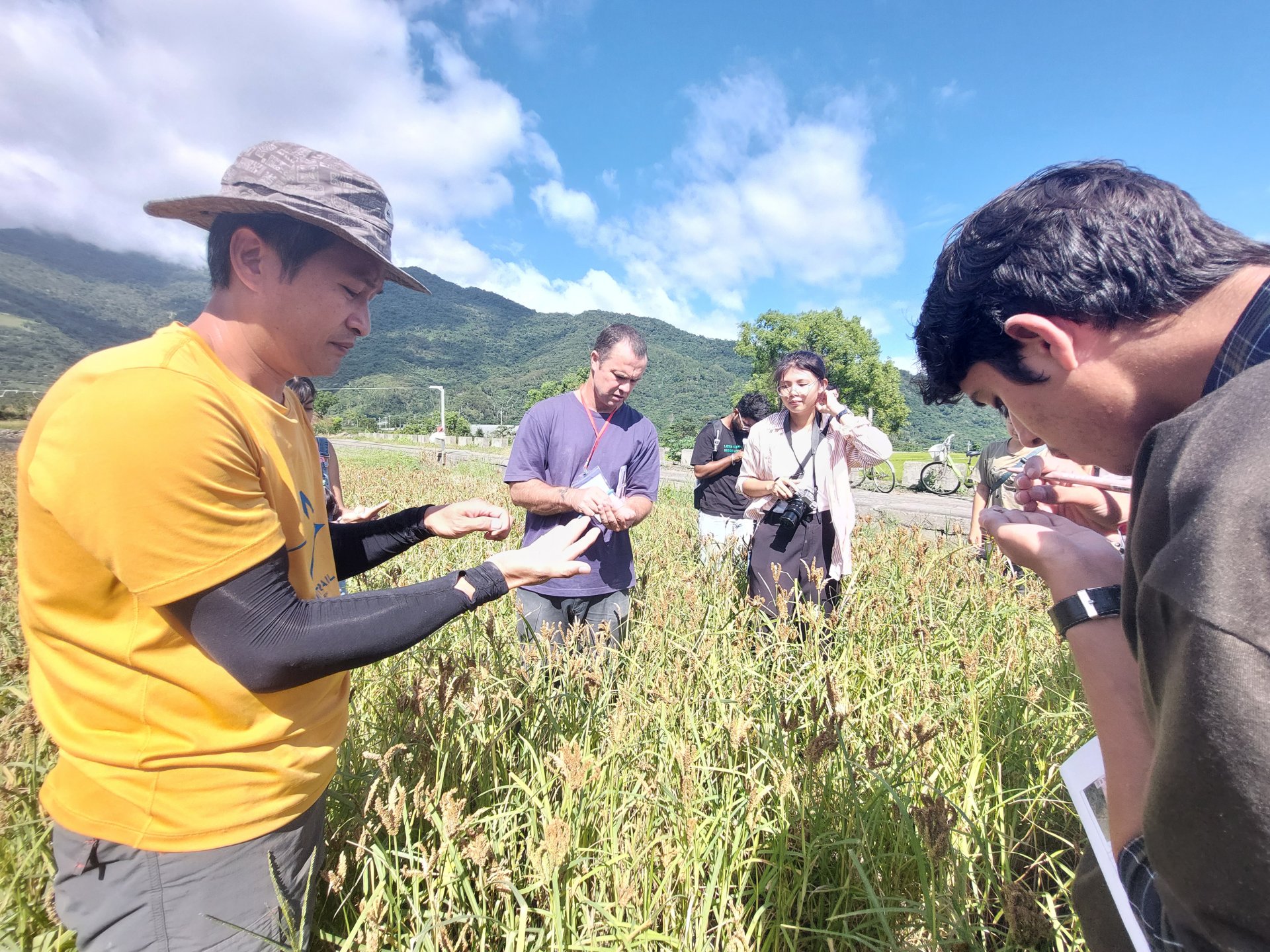 傳統穀物油芒及龍爪稜介紹