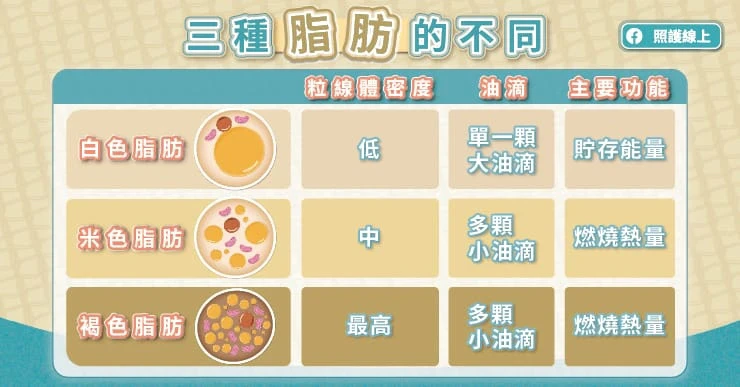 脂肪褐變:儲能變耗能