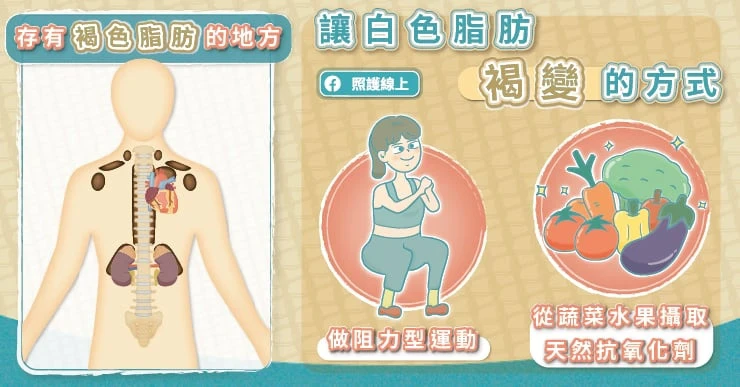 如何將「白色脂肪」轉成「米色脂肪」?