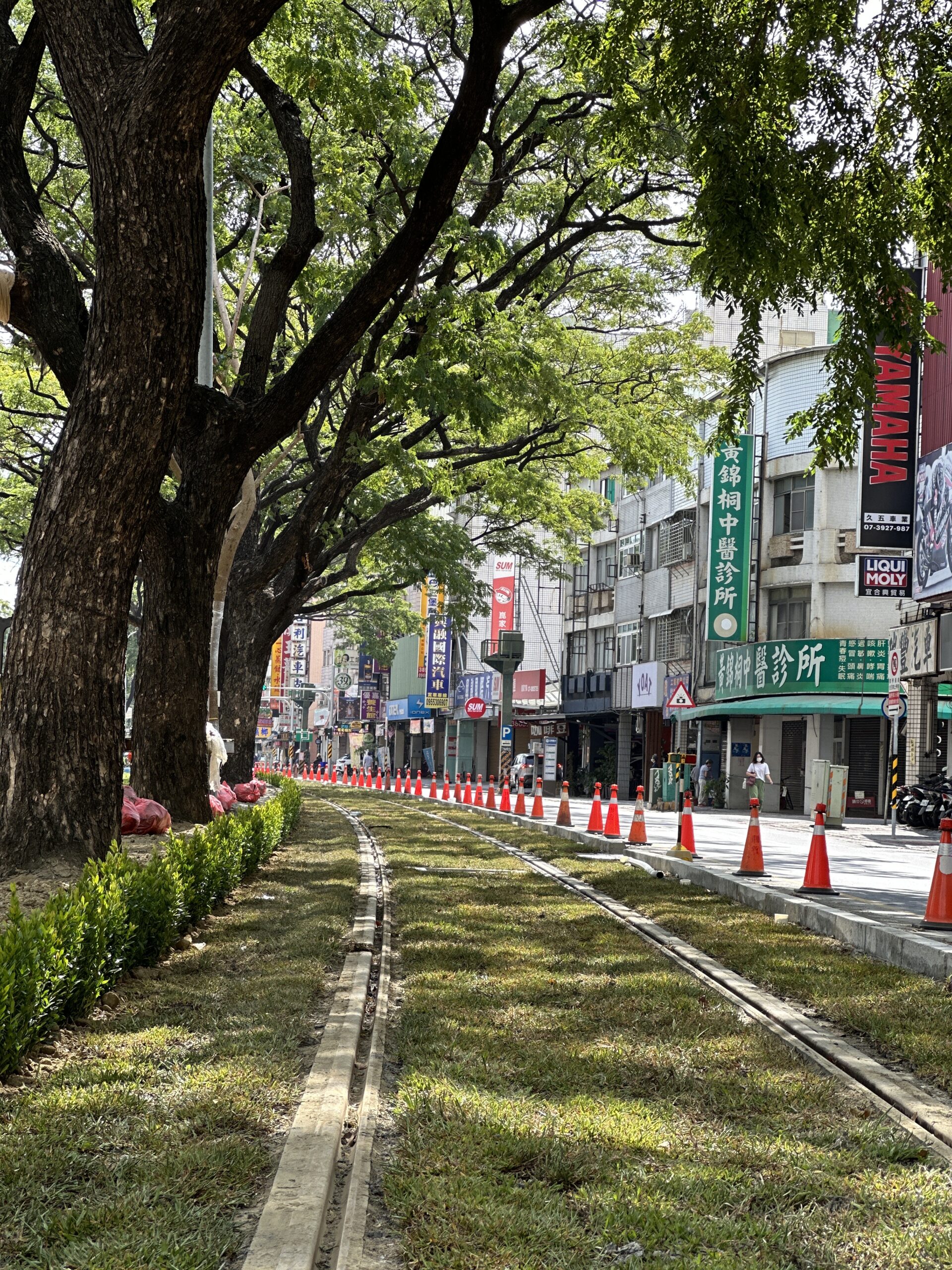 輕軌路廊添綠意 11/18進入雨豆樹路段試車