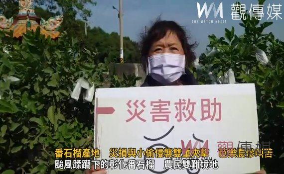 (有影片)/颱風肆虐番石榴產地 災損與小偷侵襲雙重夾擊 芭樂農慘叫苦