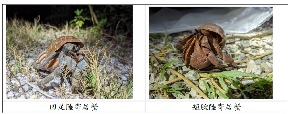 保育類動物棲地於此路段(圖：臺灣港務公司)