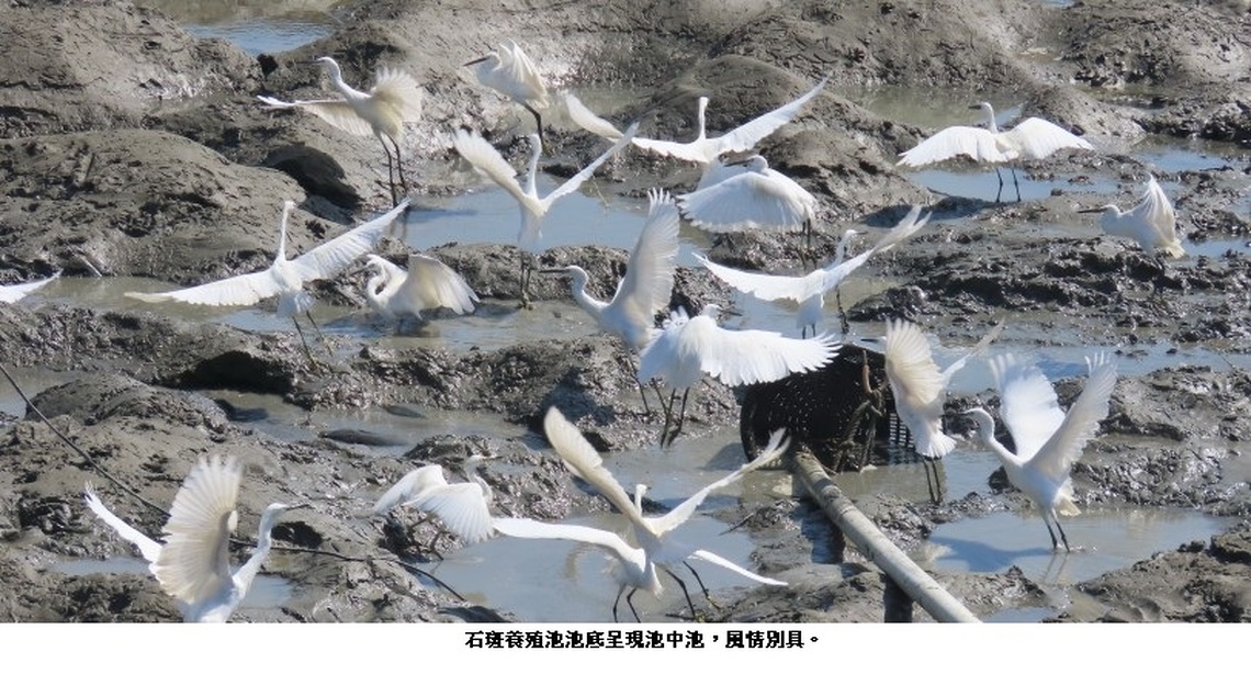 石斑魚「捅的窩」  魚塭變成池中池