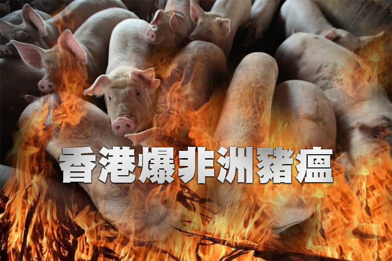 香港爆非洲豬瘟 撲殺近8千頭豬隻