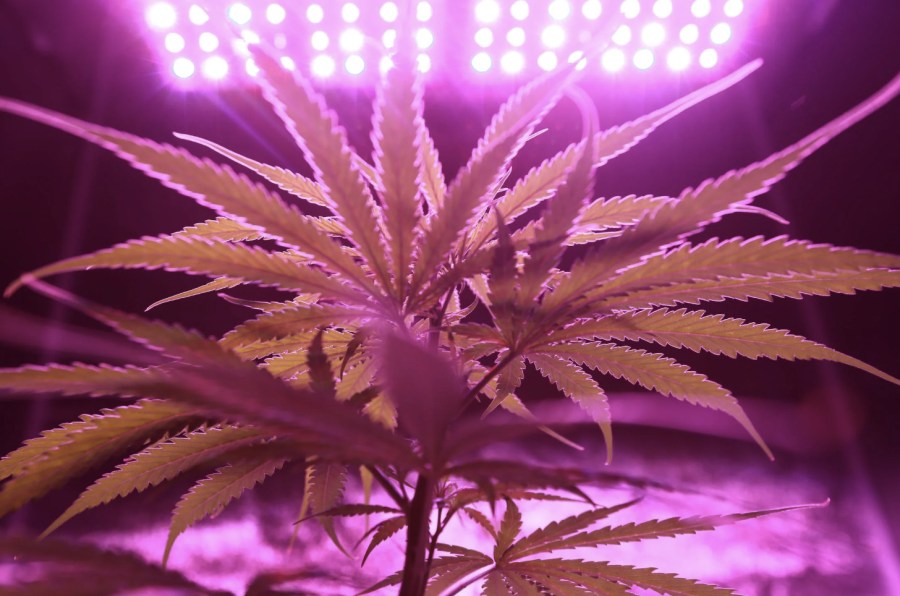 網紅「大麻煩」現象!台灣人愛飛泰國呼麻 醫警告三大壞處等著你 206 網紅「大麻煩」現象!台灣人愛飛泰國呼麻 醫警告三大壞處等著你 205